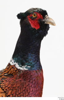 Pheasant  2 head 0012.jpg